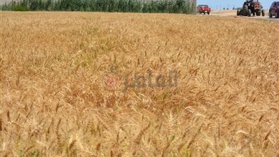 زراعة القليوبية: بدء عمليات توريد محصول القمح الأسبوع المقبل 