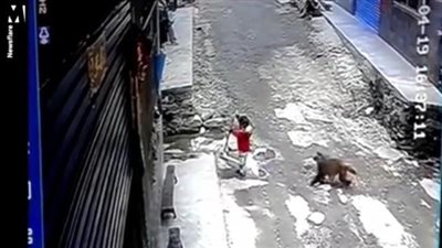 سحبها على الطريق.. قرد يحاول خطف طفلة وأحد الجيران ينقذها | فيديو