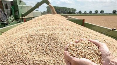 بلغت 22 ألف طن.. ضبط 84 قضية في مجالات التهريب خارج منظومة القمح