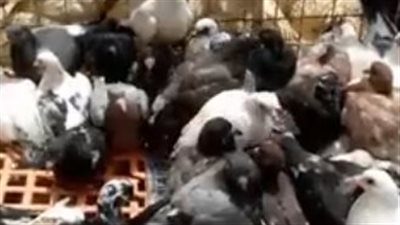 بث مباشر| البلطي بـ40 جنيها والطماطم بـ15 والبانيه بـ98.. تعرف على أسعار اليوم بالأسواق