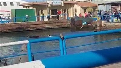 لحظة سقوط سيارة بالمجرى الملاحي لقناة السويس.. ومحاولات لإنقاذ قائدها