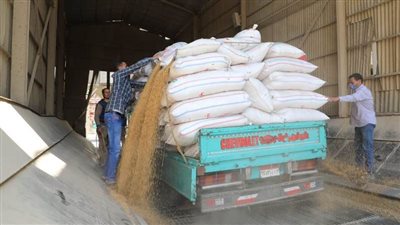 محافظ المنوفية: ضبط تجار يجمعون محصول القمح من المزارعين بصورة غير قانونية