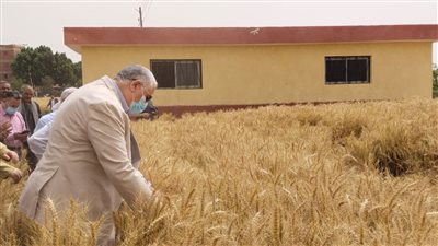 وزير الزراعة: 500 نقطة لتجميع محصول القمح 