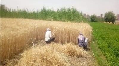 زراعة المنوفية: حصاد 7854 فدانًا من محصول القمح منذ بداية الموسم