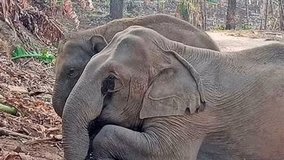 دع أمي وشأنها.. فيل صغير بعيون باكية يحرس جثة والدته ولا يريد تركها