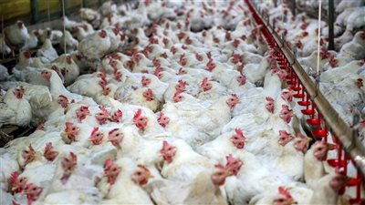 أسعار الدواجن والبيض اليوم الثلاثاء 4 أكتوبر 2022