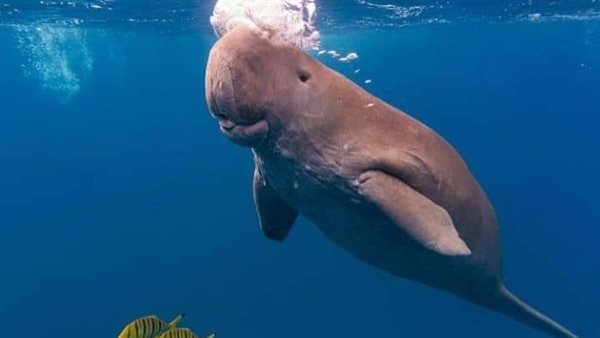 عروس البحر تظهر للسائحين