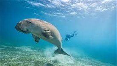 عروس البحر يداعب السائحين على شواطئ مرسى علم │ بث مباشر