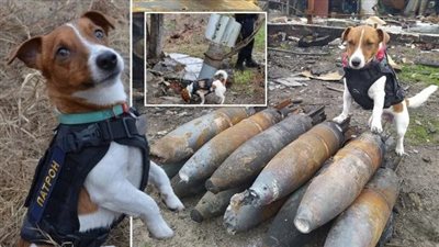 يحدث في أوكرانيا │ كلب يعثر على 150 لغما روسيا بتشيرنيهيف