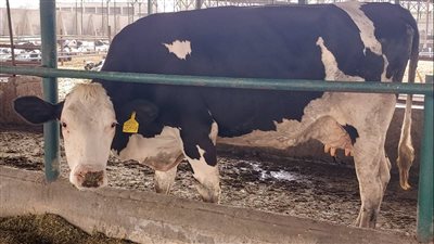 اتحاد نقابات المهن الطبية: 61 مليون جنيه زيادة بقيمة أصول الثروة الحيوانية بعد تطويرها