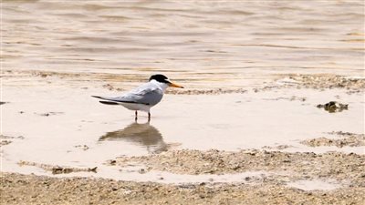 تزور مصر في الربيع وتضع بيضها بمحمية الزرانيق.. تعرف على طيور السنونو