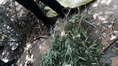 ضبط 4 تجار مخدرات بحوزتهم 20 شجرة لنبات البانجو في الشرقية