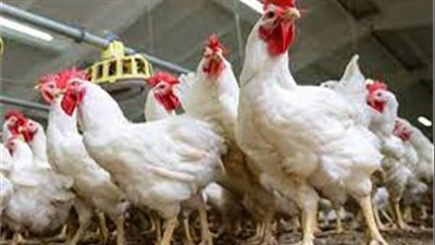  أسعار الدواجن في القاهرة والمحافظات اليوم الاثنين 5 ديسمبر 2022