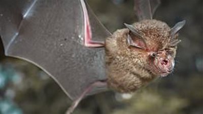 رغم ارتباطها بفيروس كورونا..علماء: الخفافيش يمكن أن تحمل مفتاح علاج السرطان 