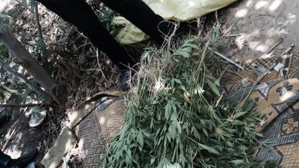 شجرة البانجو-أرشيفية