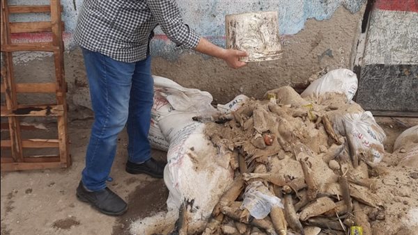 إعدام أسماك ورنجة