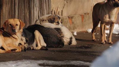 الإفتاء: القتل الرحيم للحيوانات المصابة بمرض لا يرجى شفائه جائز شرعًا بشرطين