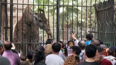 مصدر: غلق حديقة الحيوان الأسبوع المقبل لمدة عام كامل