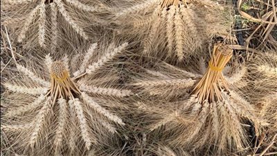 بشرة خير.. علماء الطاقة الذرية ينجحون في استنباط طفرات جديدة من القمح ويبدؤون الحصاد