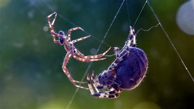 تحويل العناكب الميتة إلى روبوتات|دراسة 