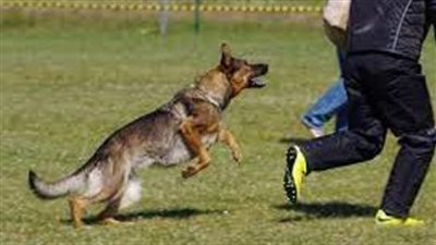 عقرهم كلب مسعور.. إصابة 13 طفلا بمركز العياط بالجيزة.. والطب البيطري ينجح فى السيطرة عليه