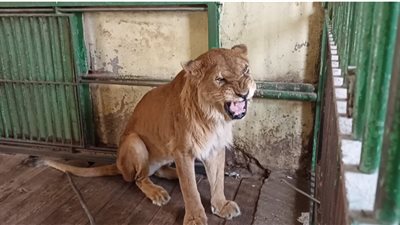 أهمها حديقة الحيوان.. مظاهر الاحتفال بأول أيام عيد الفطر ببني سويف | فيديو