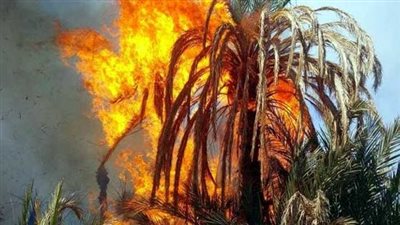 عقب سيجارة يشعل النيران على الطريق العام في الأقصر والحماية المدنية تسيطر على الحريق