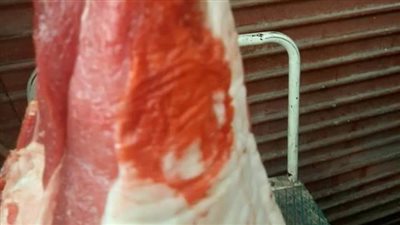 تحرير 22 محضرًا لذبح عجول خارج المجزر في الأقصر بثالث أيام العيد