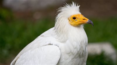 مهدد بالانقراض.. رصد 1.258 طائر نسر مصري خلال موسم هجرة الربيع