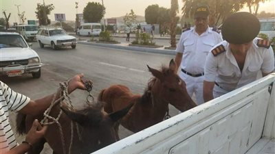محافظ أسوان يأمر بمصادرة الأحصنة الضالة وتوقيع غرامات مالية وتحاليل مخدرات لأصحابها 