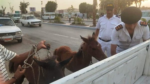 مصادرة الأحصنة الضالة