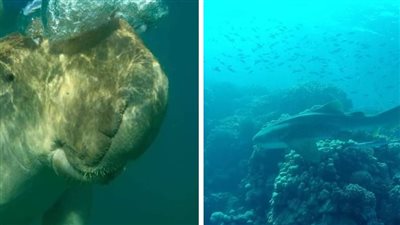 أعماق البحر الأحمر متعة لا تنتهى.. عروس البحر والدولفين ذو الأنف الزجاجى والوايت تيب شارك