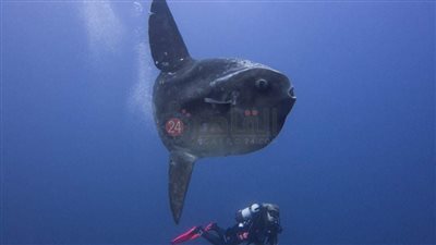 عملاق البحر يعود من جديد.. غواصون يرصدون سمكة الشمس بمرسى علم | صور