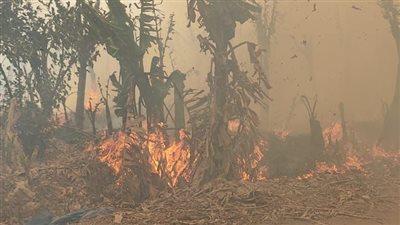 الدفع بـ 6 سيارات إطفاء للسيطرة على حريق مزرعة موز بالقناطر الخيرية |صور