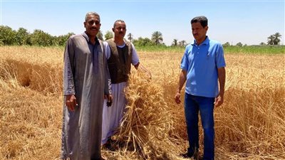 محافظ أسوان: توريد 43 ألف طن قمح حتى الآن