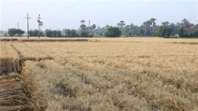 مدير المحاصيل الحقلية: نستهدف زراعة 4 ملايين فدان قمح 2023| فيديو