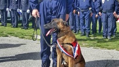 بعد تورطه في الجريمة.. كلب يبرأ رجلًا من تهمة تجارة المخدرات