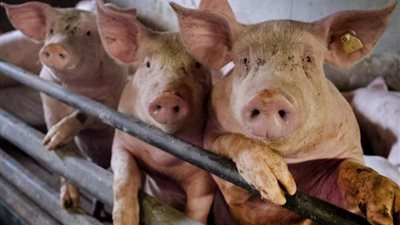 أمريكا تعلن تسجيل إصابتين بسلالة جديدة من إنفلونزا الخنازير