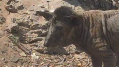 كانت مطاردة من بعض الأشخاص.. حملة رفق تعلن إنقاذ الكلبة الضالة في الاسماعيلية