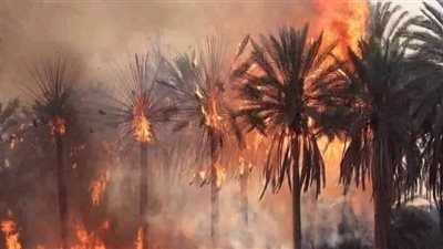 نشوب حريق هائل في إحدى زراعات النخيل بأسوان دون وقوع خسائر بشرية