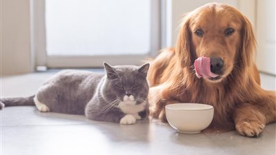 6 نصائح للعناية بحيوانك الأليف أثناء فصل الشتاء