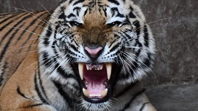 استقبال دببة روسية ونمور.. حديقة الحيوان بالجيزة تحقق إيرادات بالملايين في ثوبها الجديد خلال إجازة العيد |صور