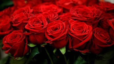 للمحبين والعاشقين.. ارتفاع أسعار الورود والزهور عالميا بسبب نقص الإنتاج 