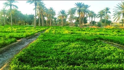 3 أشهر مهلة لملاك الأراضي لتنفيذ نظام الري الحديث بالقليوبية وبني سويف