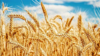 مستشار وزير التموين الأسبق: الحكومة تواجه عائق توفير السيولة الدولارية لدعم استمرار الإمداد الغذائي 