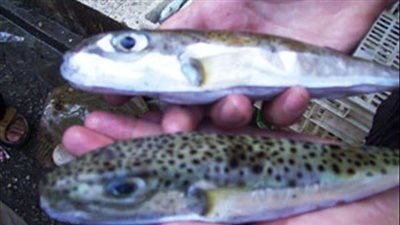 بعد تسمم أسرة ببورسعيد.. حملات لمواجهة بيع سمكة الأرنب بالأسواق