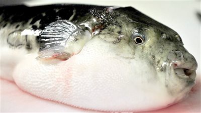 تفاصيل شفاء أسرة أصيبت بتسمم من سمكة الأرنب وخروجها من المستشفى ببورسعيد | بث مباشر