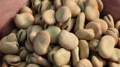 500 جنيه زيادة في سعر طن الفول المحلي.. والذرة المستوردة تواصل الارتفاع 