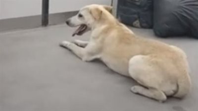 كلب ضال يتجول داخل قطار مترو الأنفاق بالخط الأول يثير غضب الركاب | فيديوجراف