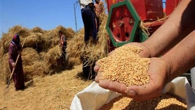 القابضة للصوامع: صرف 5.5 مليار جنيه مستحقات للمزارعين في حصاد القمح لهذا العام